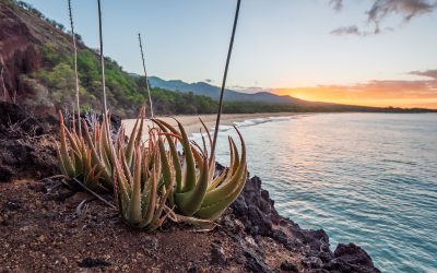 Digital Nomads: How to Stay Productive in Tenerife